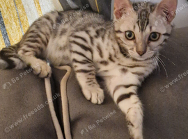 Only 1 boy left Snow Bengal