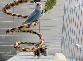 Budgie with cage