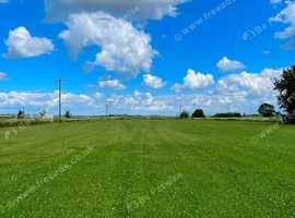 dog walking services in Ely