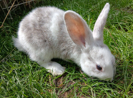 Plush lop and plush lop cross babies