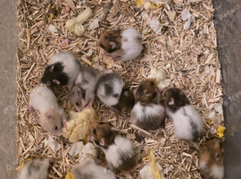 Baby Syrian hamsters avaliable 02/11/26