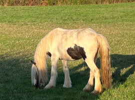 Stunning cob mare in foal