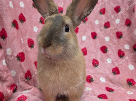 Silly tame 11wk female Ginger harli plush mini lop