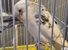 Baby Budgies