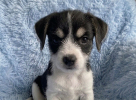 Tiny male puppy