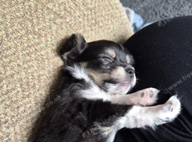 Beautiful male chihuahua puppy