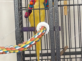Parrot