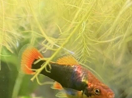 Female platies (three adults)