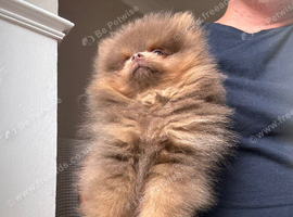 Lilac and tan Pomeranian