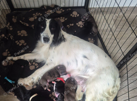 Gorgeous springer spaniel cross cane corso puppies