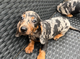 Dapple sausage dog puppy
