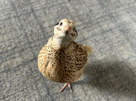 Italian Coturnix Quail hatching eggs