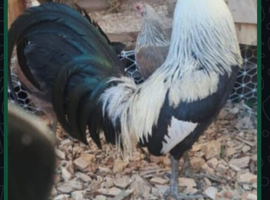 Sammy ramsey greys american game hatching eggs