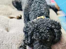 Gentle and loving poodle girl