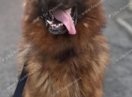 KC Registered German Shepard