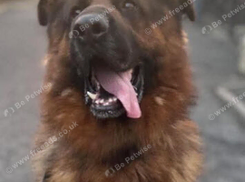 KC Registered German Shepard