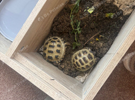 Horsefield tortoises