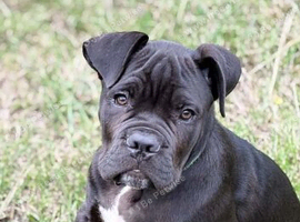 Male cane corso