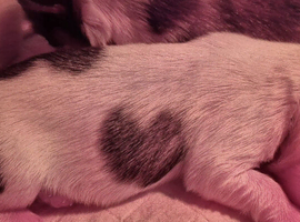 Only 1 puppy left Maltese & Lhasa-apso puppies