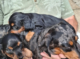 Miniature dachshund puppies kc registered