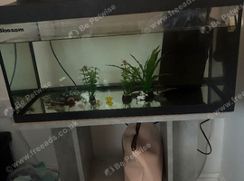 Beautiful female axoltol