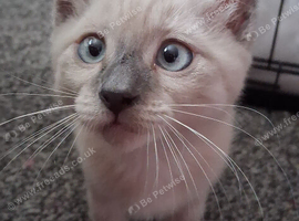 Beautiful female kitten