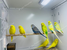 Budgies