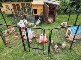 OLIVER EGGER PULLETS