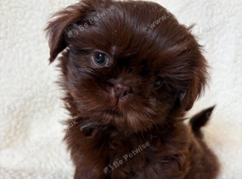 Shihtzu puppies (imperial)