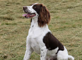 Kc Reg English Springer Spaniel for stud