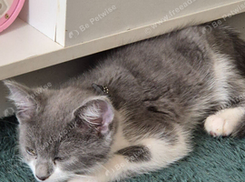 Russian blue male