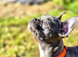 FRENCHTON Boston Heavy
