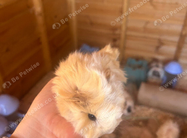 Peruvian Guineapigs