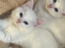 Stunning Ragdoll x ragdoll bsh Pure white READY NOW!