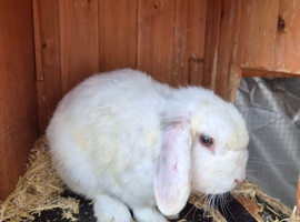 White mini lop for sale