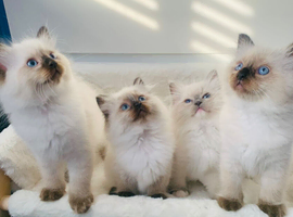 CHAMPION BLOODLINE RAGDOLL KITTENS
