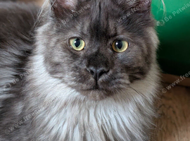 Gorgeous Black Smoke Maine Coon Kittens