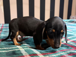 Dachshund puppies ready now