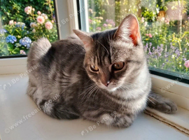 British shorthair cross silver tabby