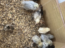 GORGEOUS LEGHORN CHICKS LOOKING FOR NEW HOMES!
