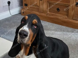 Girl basset hound