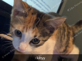 Loving kitten for sale!