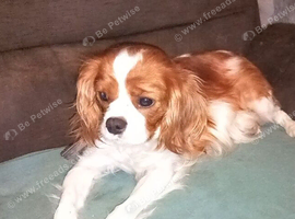 5 GORGEOUS CAVALIER KING CHARLES SPANIEL  PUPPIES LOOKING FOR NEW HOME AND FAMILY!!