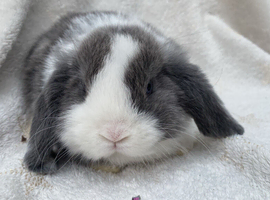 Mini lop last boy