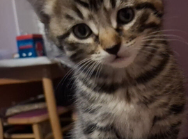 Beautiful Tabby girl