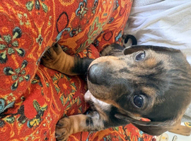 Beautiful dachshund pups