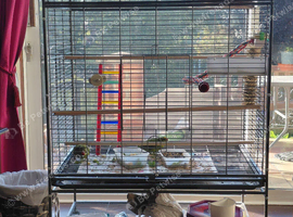 2 beautiful tame kakariki.