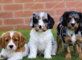 Beautiful Cockerlierpoo puppies for sale