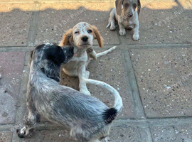 Cocker spainiels 12 weeks old boys