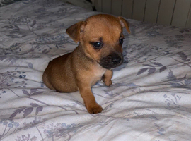 Jack Russell puppy&rsquo;s for sale